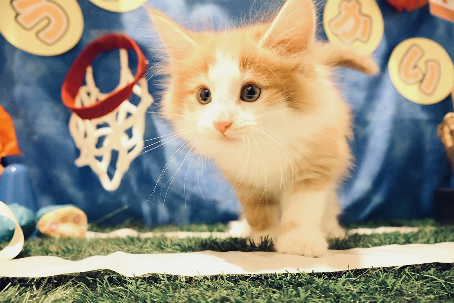 ノルウェージャン・フォレスト・キャット レッドタビーホワイトの子猫｜福岡 |ペッツメイトイオン乙金店