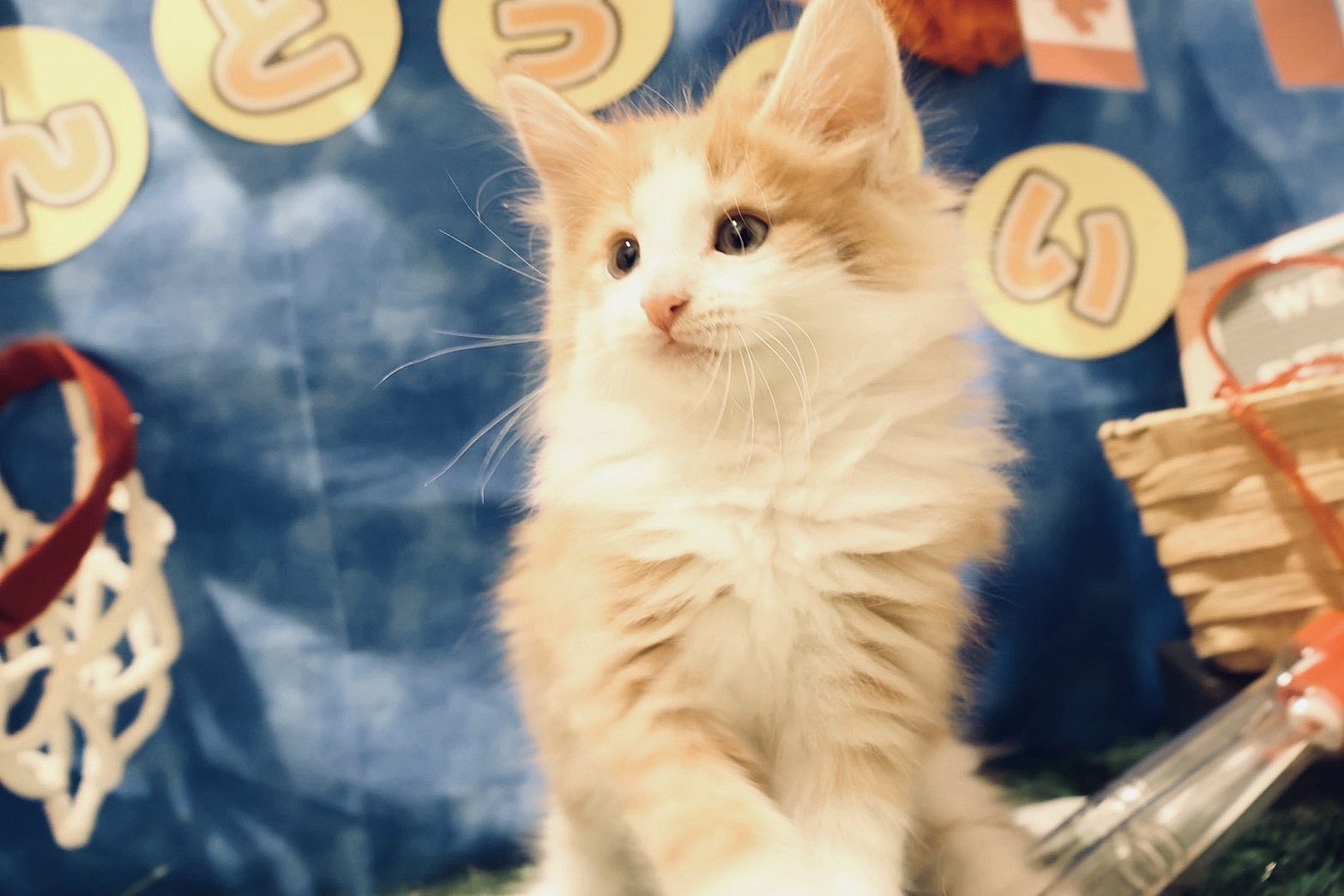 ノルウェージャン・フォレスト・キャット レッドタビーホワイトの子猫｜福岡 |ペッツメイトイオン乙金店
