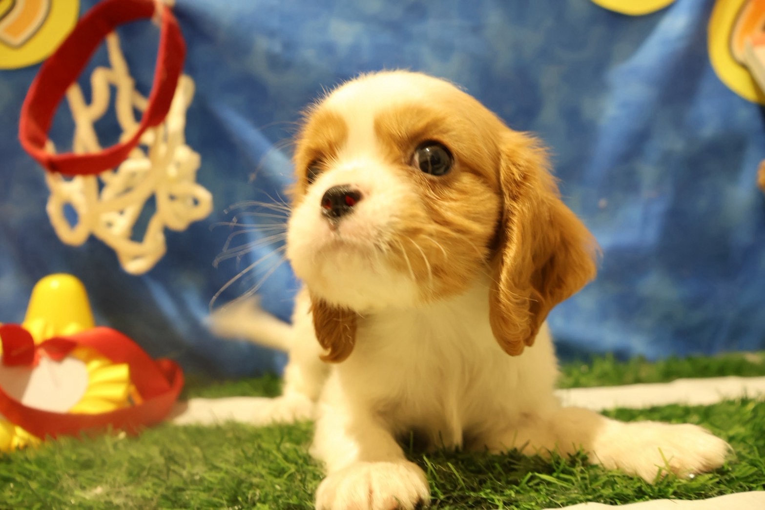 キャバリア・キング・チャールズ・スパニエル ブレンハイムの子犬｜福岡 |ペットアミ甘木店