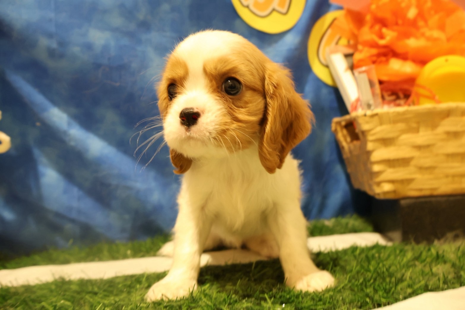 キャバリア・キング・チャールズ・スパニエル ブレンハイムの子犬｜福岡 |ペットアミ甘木店