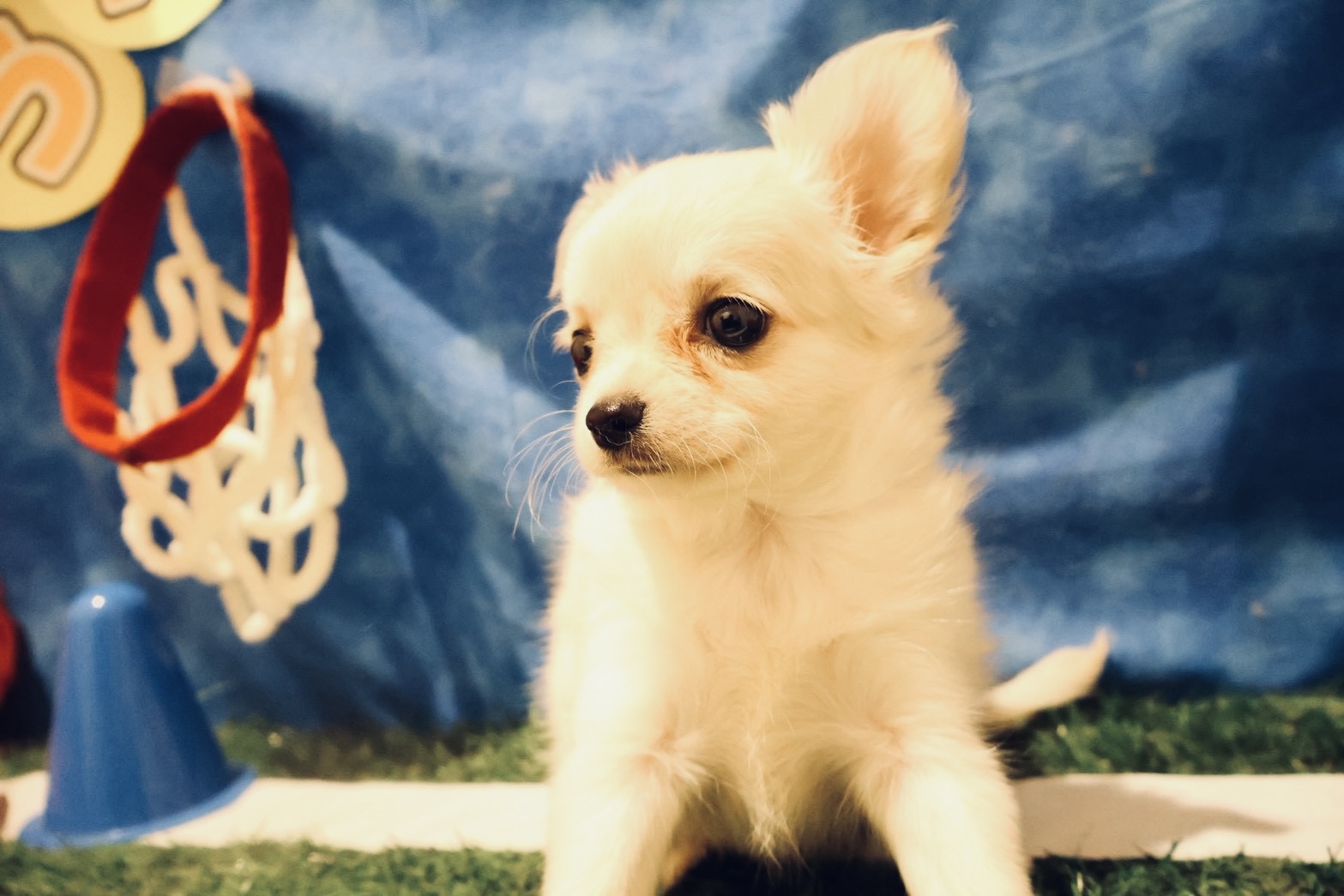 チワワ クリームの子犬｜福岡 |ペットアミ須恵店