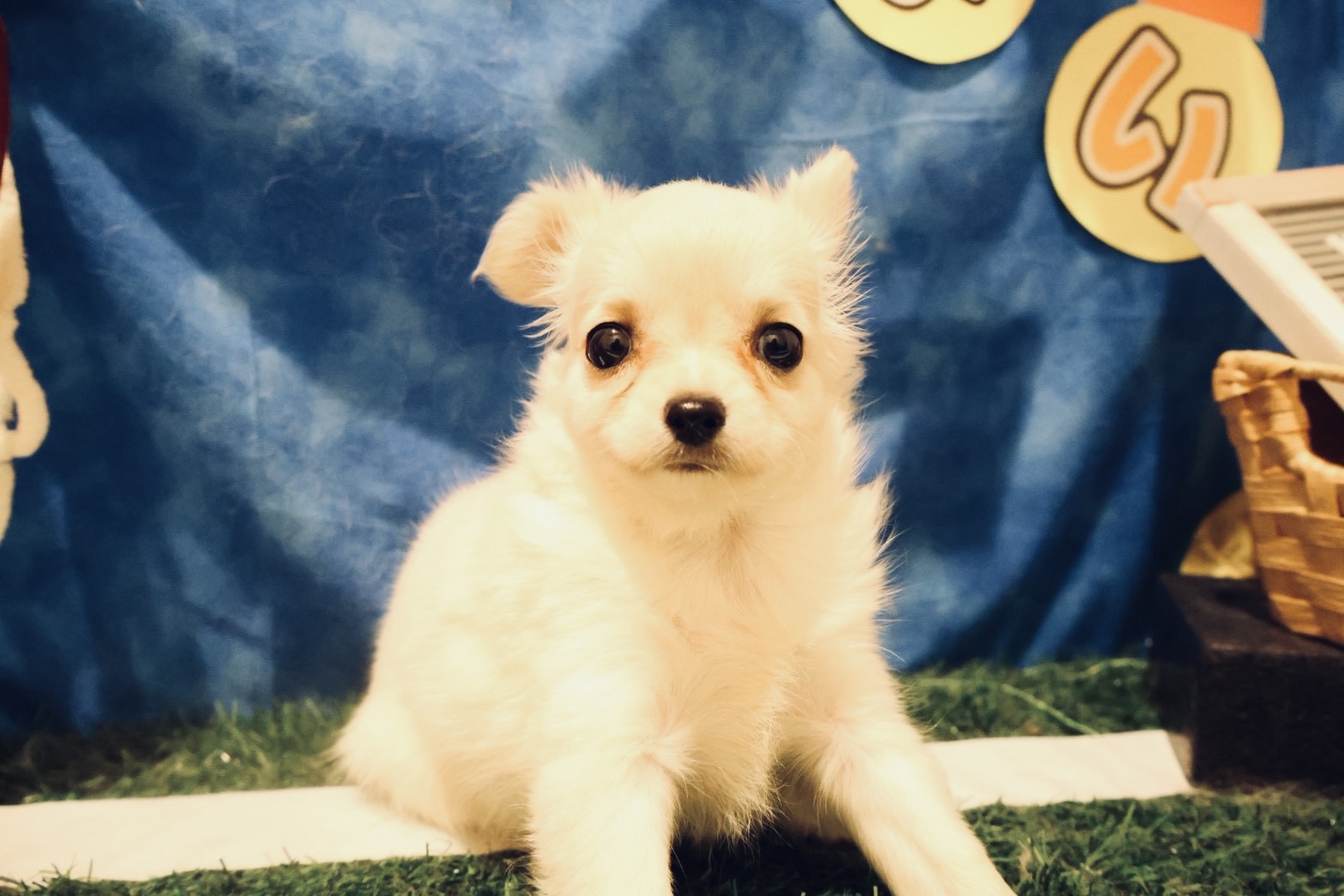 チワワ クリームの子犬｜福岡 |ペットアミ須恵店
