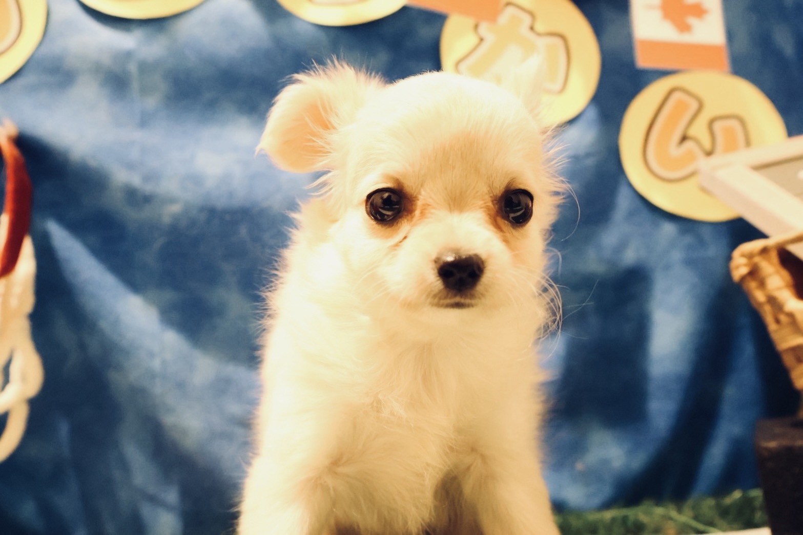 チワワ クリームの子犬｜福岡 |ペットアミ須恵店
