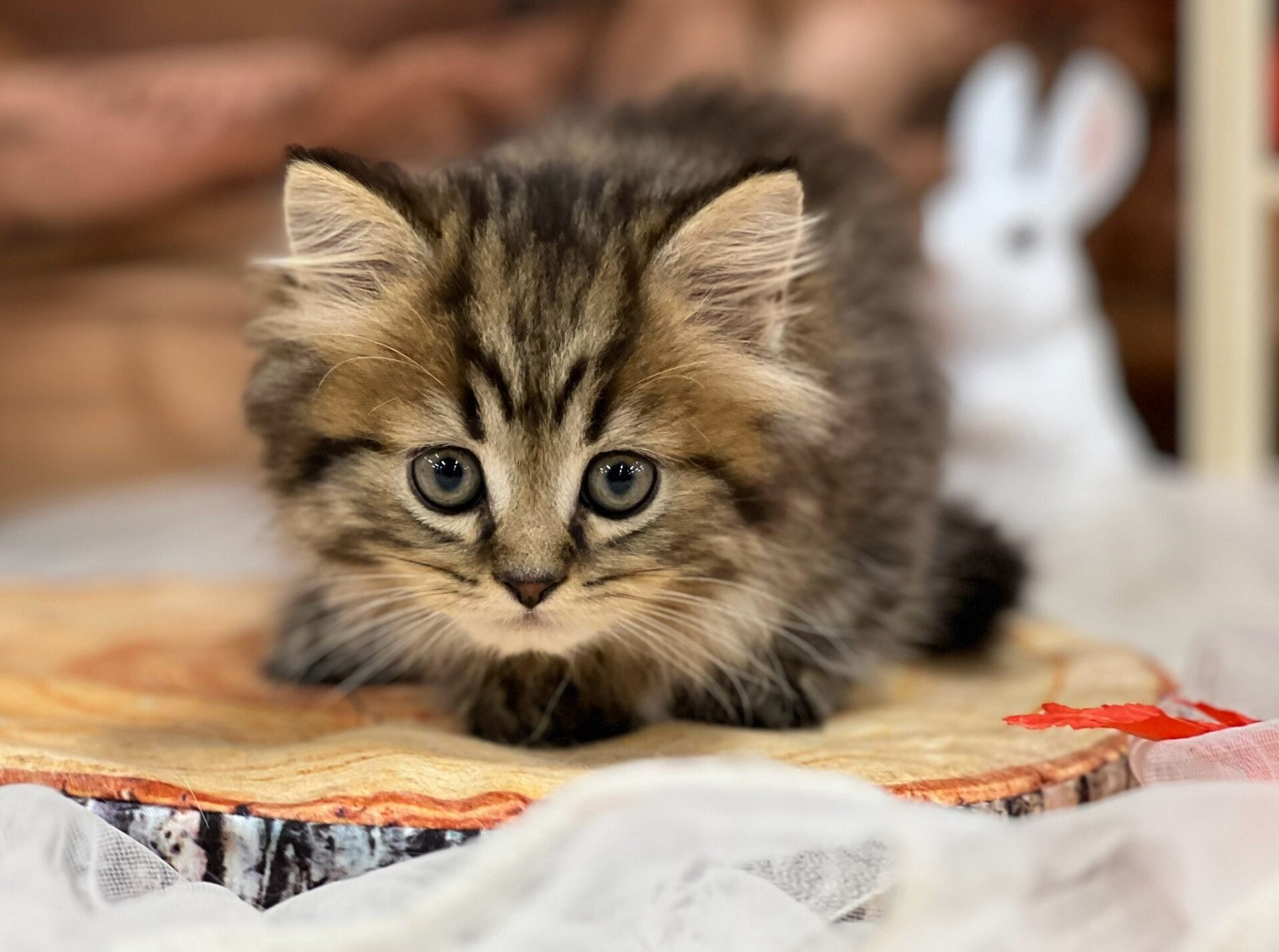 ミヌエット ブラウンタビーの子猫｜佐賀 |ペッツメイト佐賀店