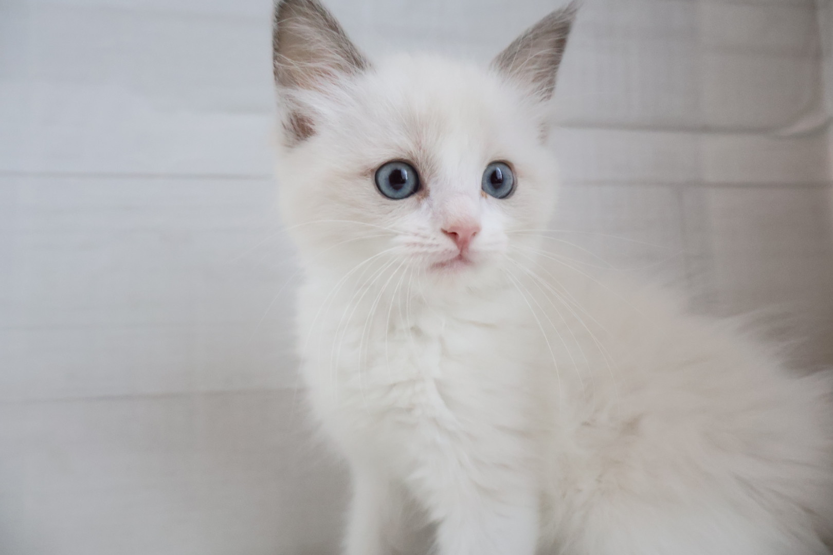 ラグドール ブルーポイントバイカラーの子猫｜宮崎 | ペッツメイトイオン都城店