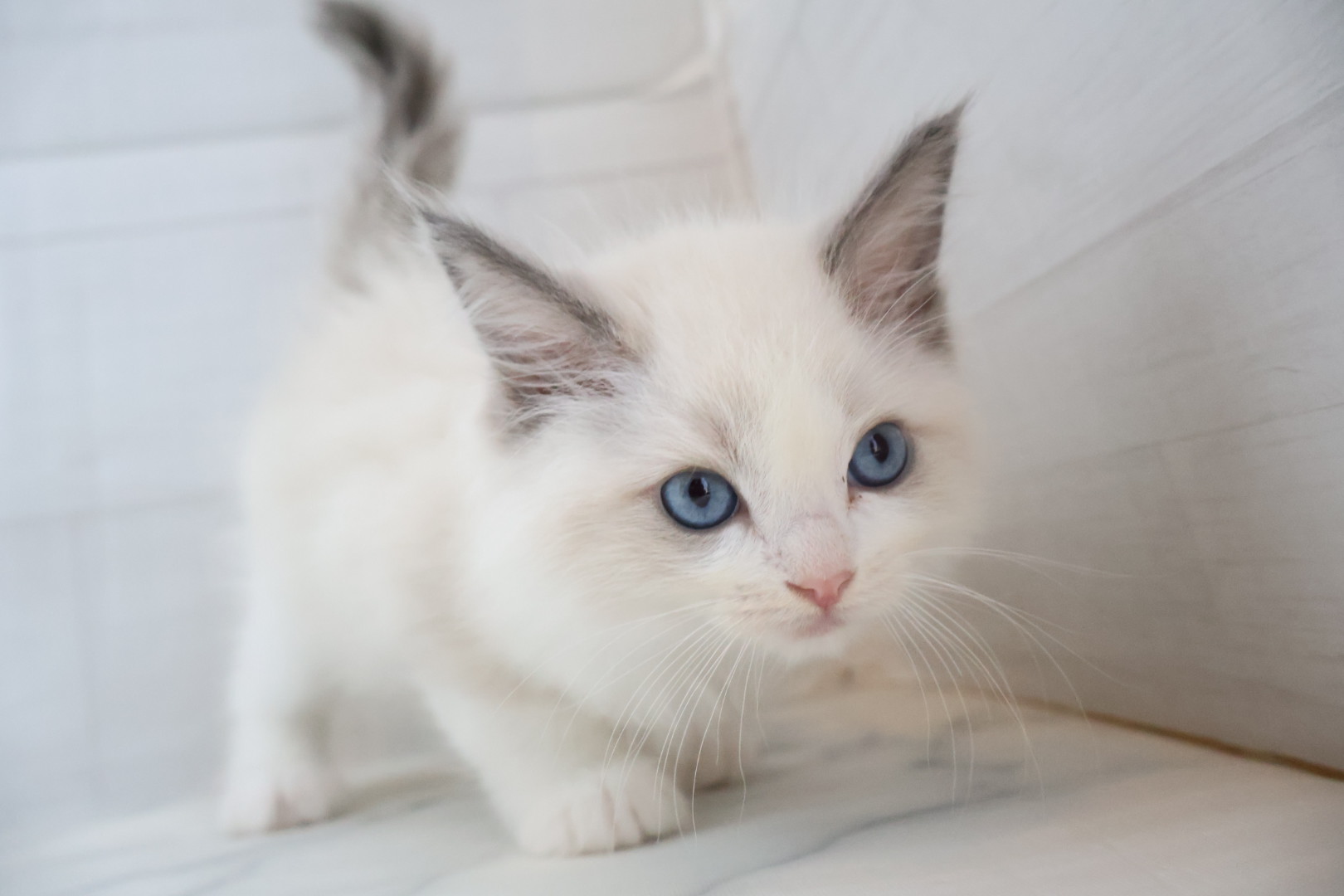 ラグドール ブルーポイントバイカラーの子猫｜佐賀 |ペッツメイト佐賀店