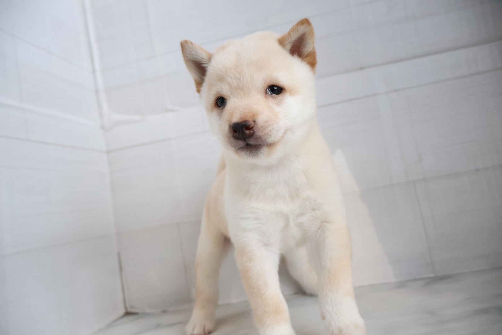 豆柴 白の子犬｜福岡 |ペットアミ甘木店