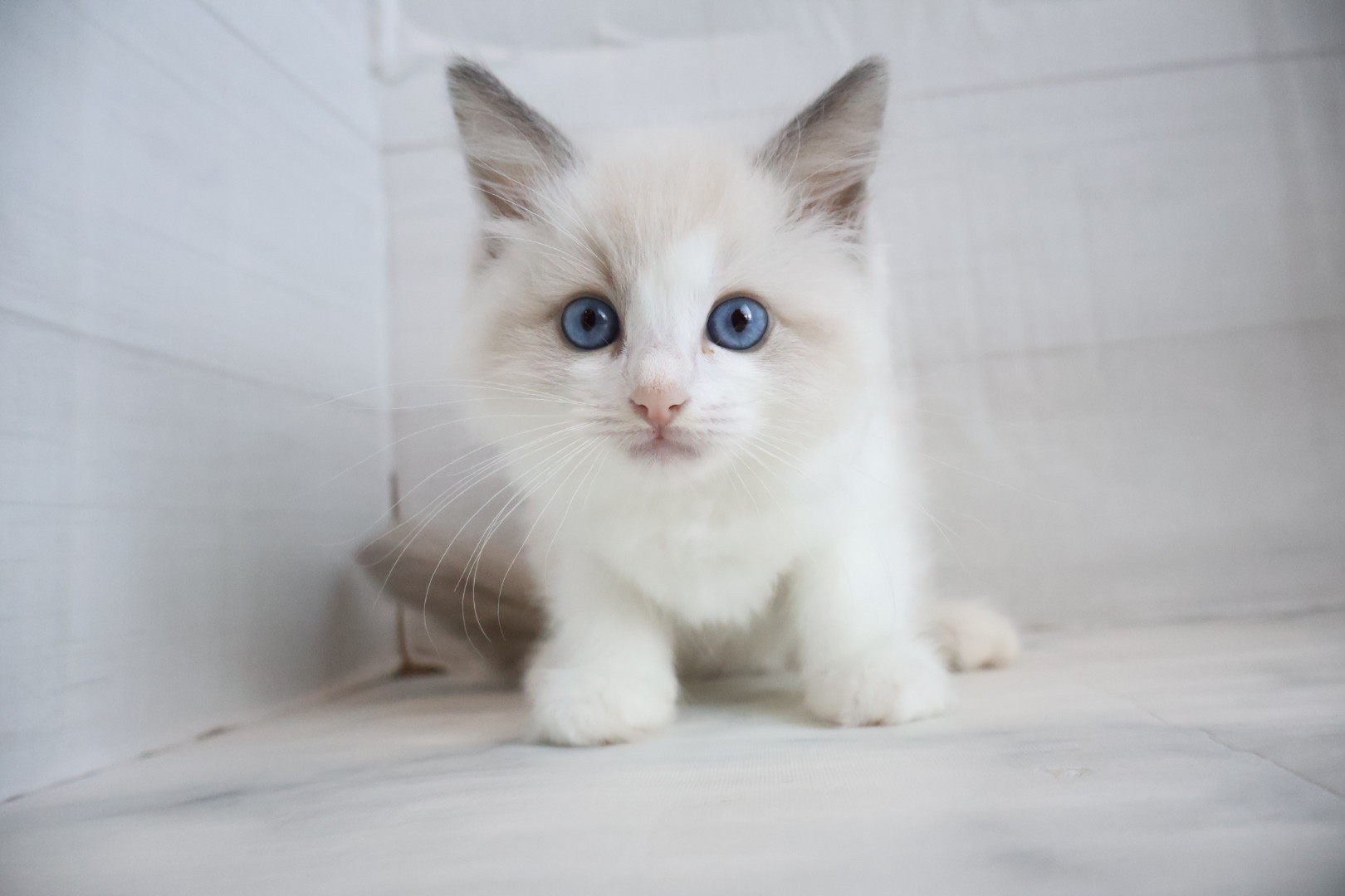 ラグドール ブルーポイントバイカラーの子猫｜佐賀 |ペッツメイト佐賀店