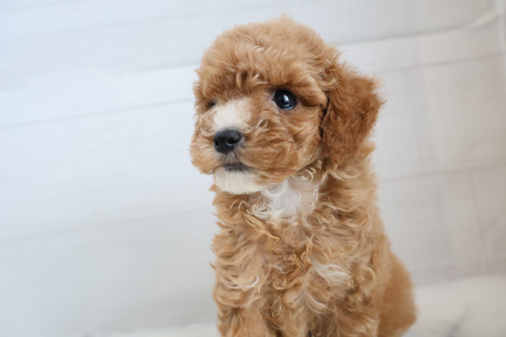 トイプードル アプリコットの子犬｜宮崎 | ペッツメイト宮交シティ店