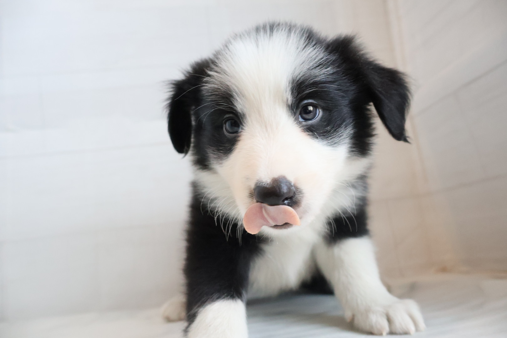 ボーダーコリー ブラックホワイトの子犬｜佐賀 |ペッツメイト佐賀店