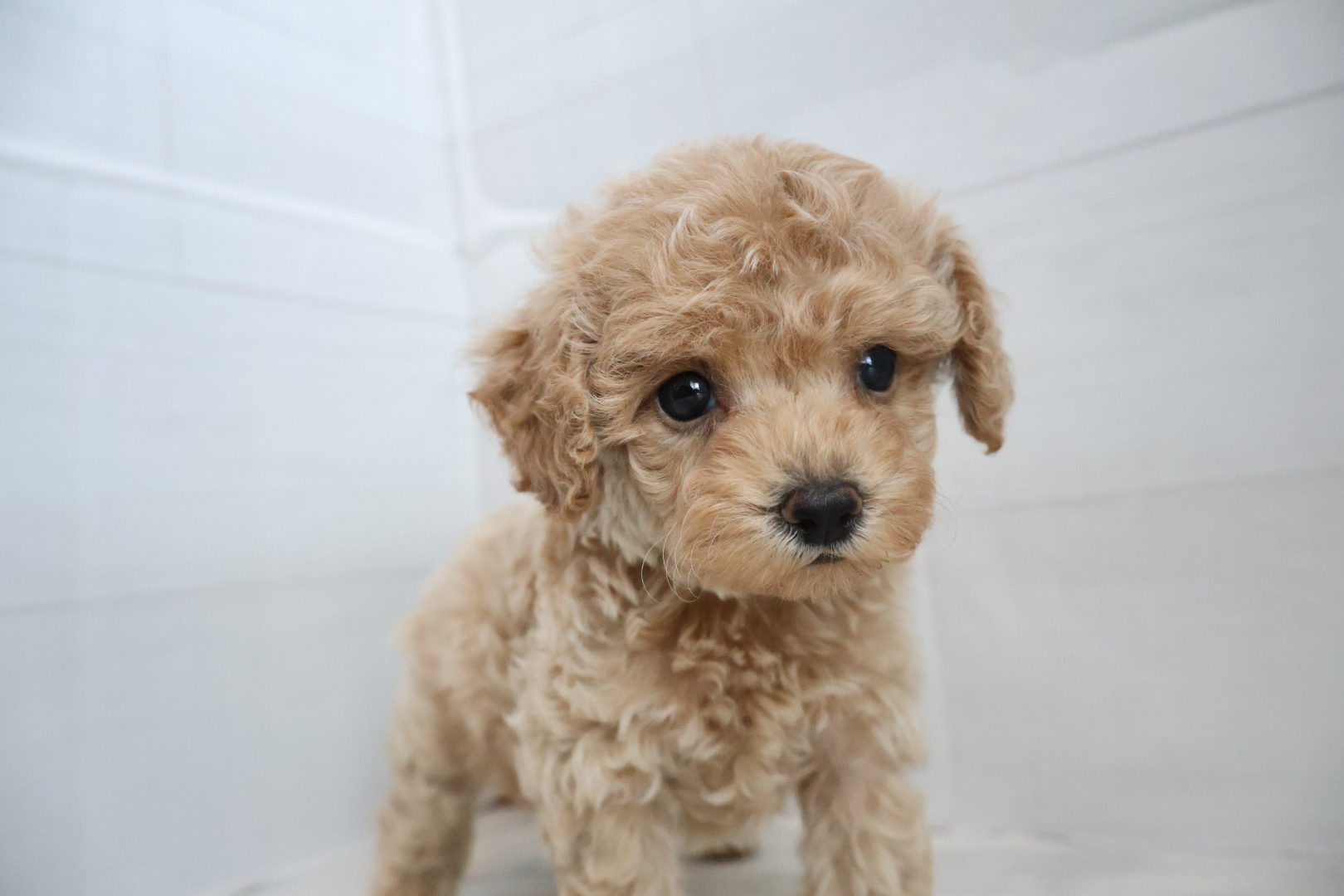 トイプードル クリームの子犬｜福岡 | ペッツメイト天神大名店