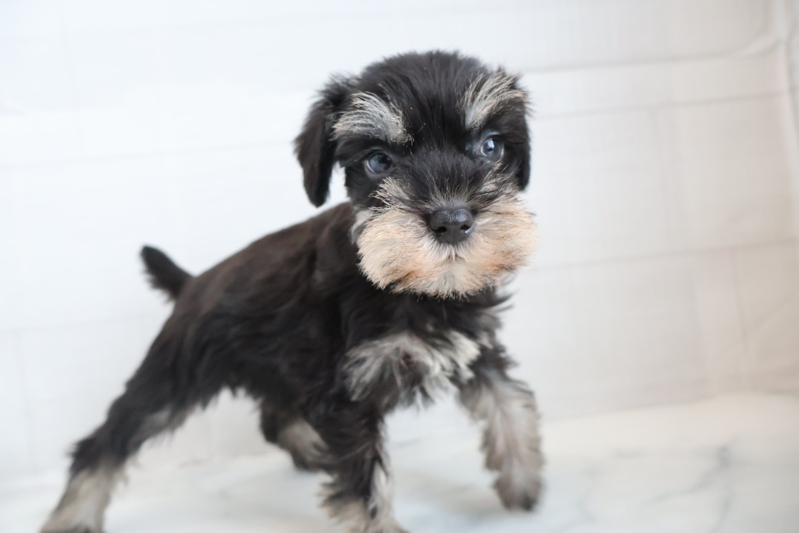 ミニチュアシュナウザー ブラックシルバーの子犬｜宮崎 | ペッツメイトイオン都城店