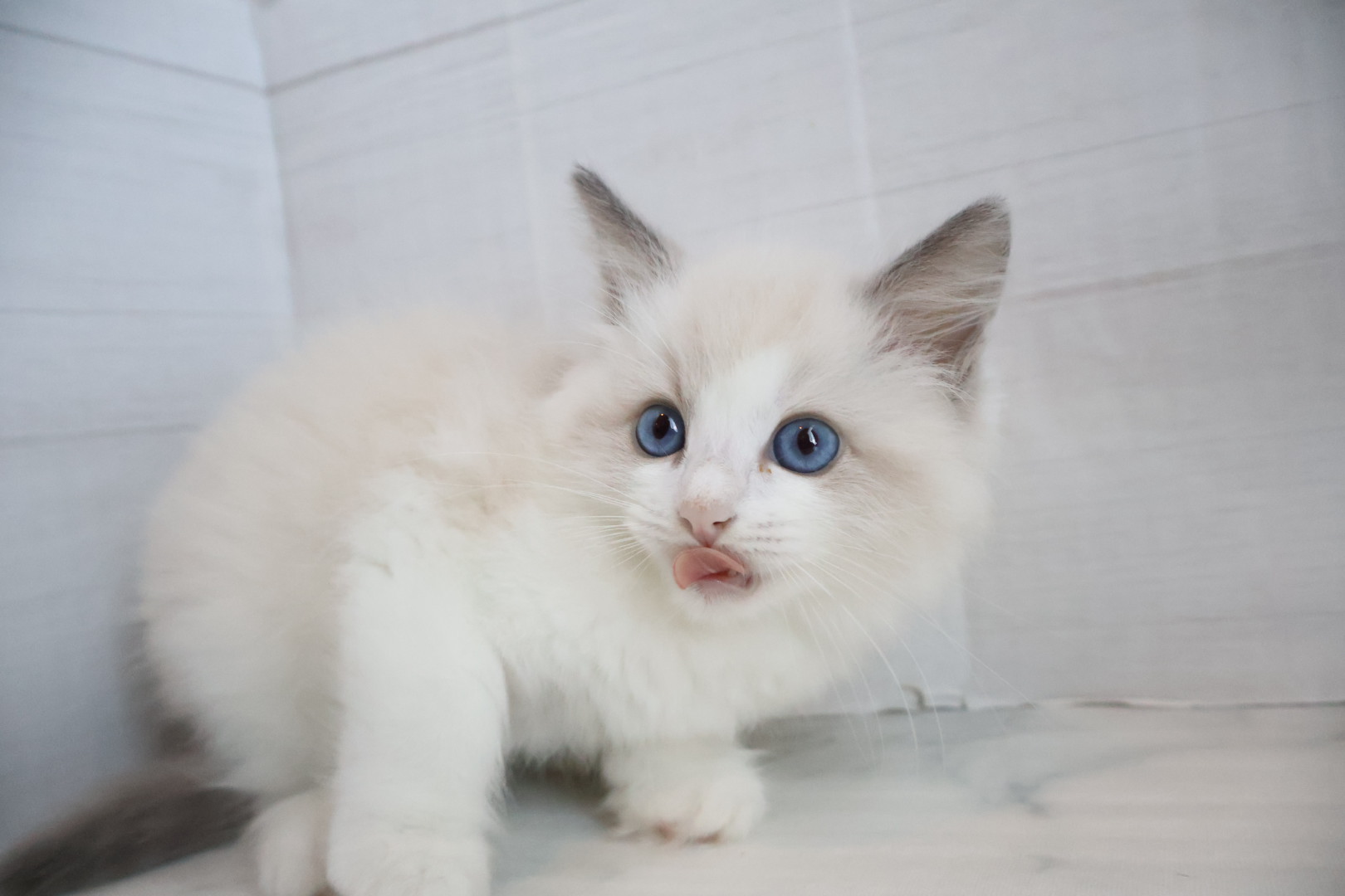 ラグドール ブルーポイントバイカラーの子猫｜佐賀 |ペッツメイト佐賀店