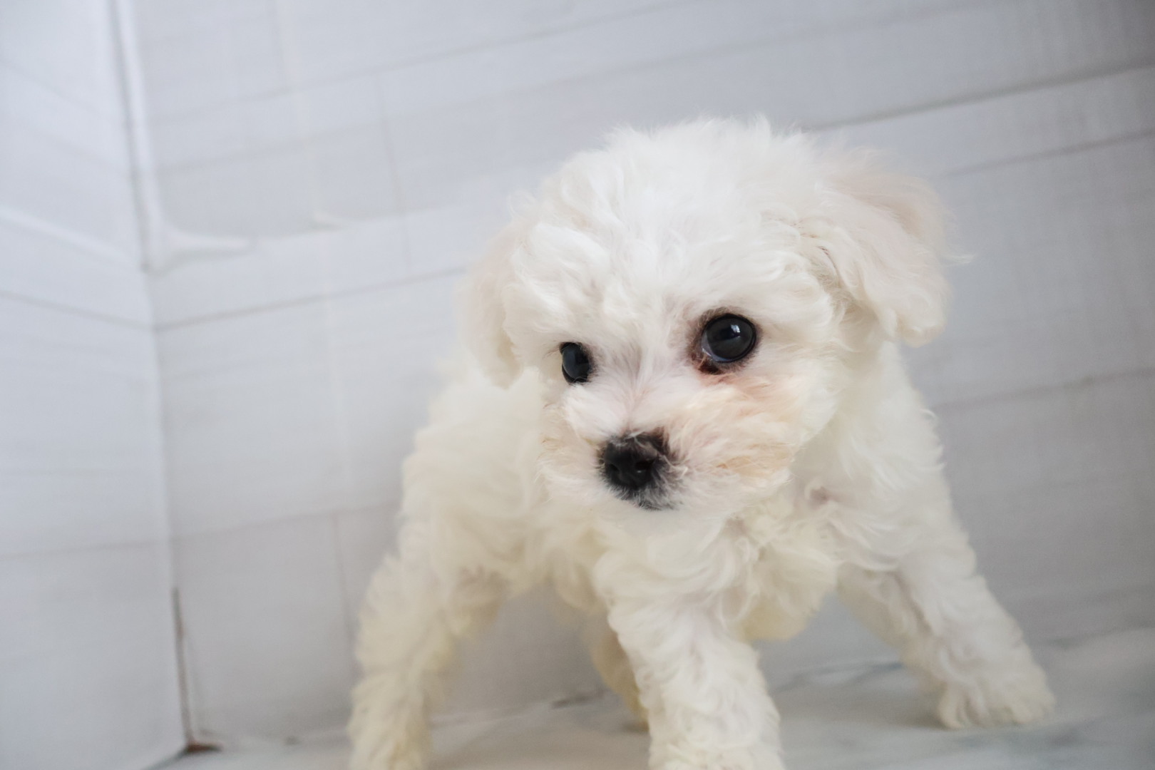 ビションフリーゼ ホワイトの子犬｜福岡 |ペットアミ筑後店