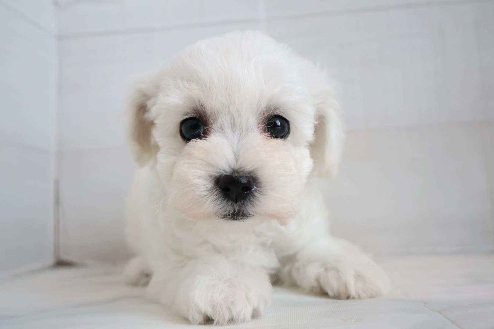 ビションフリーゼ ホワイトの子犬｜佐賀 | ペッツメイトモラージュ佐賀店