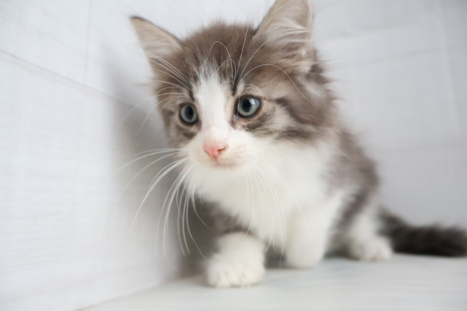 ノルウェージャンフォレストキャット ブルータビーホワイトの子猫｜福岡 | ペッツメイト天神大名店