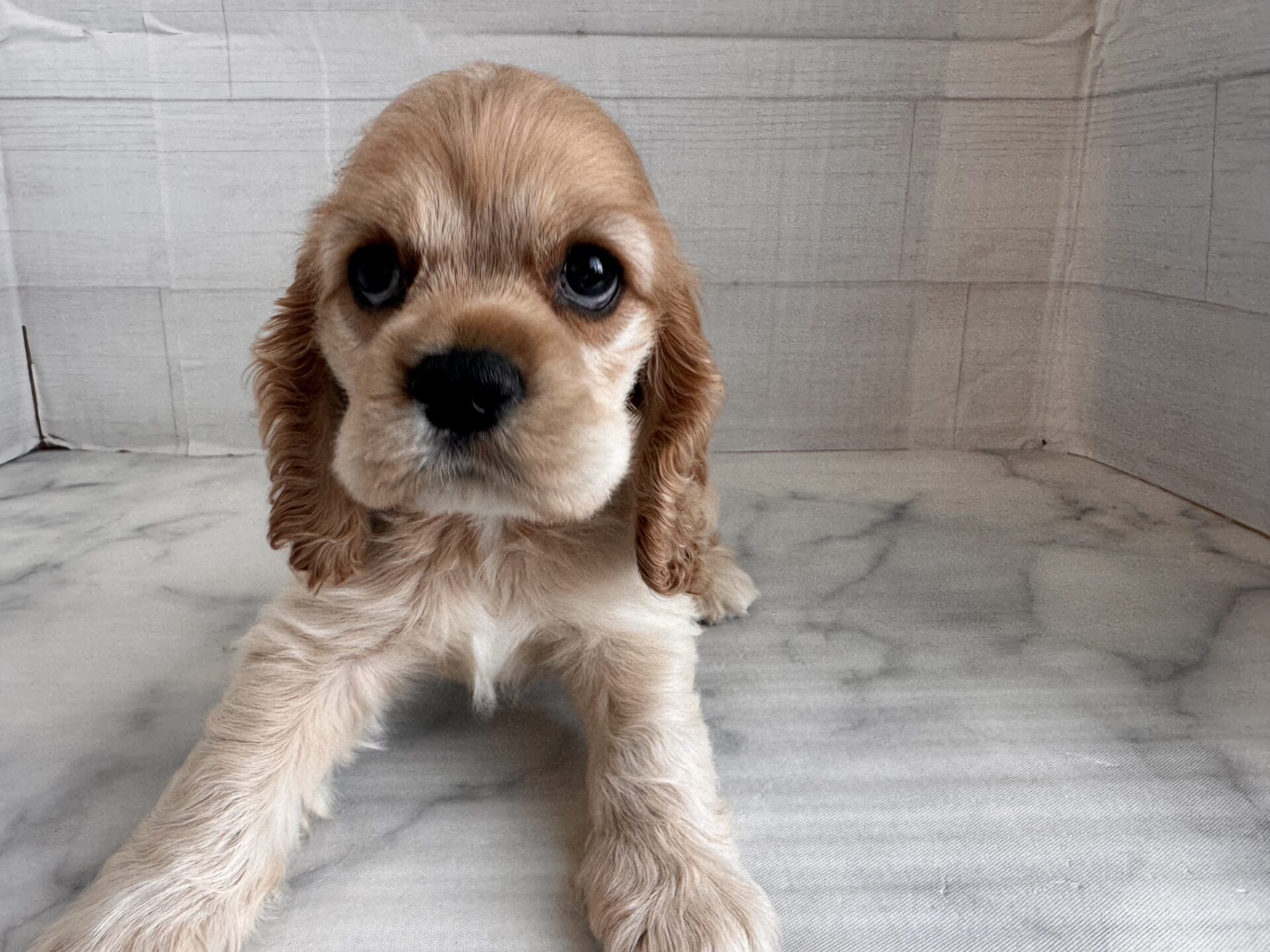 アメリカン・コッカー・スパニエル バフの子犬｜福岡 |ペッツメイトイオン小郡店