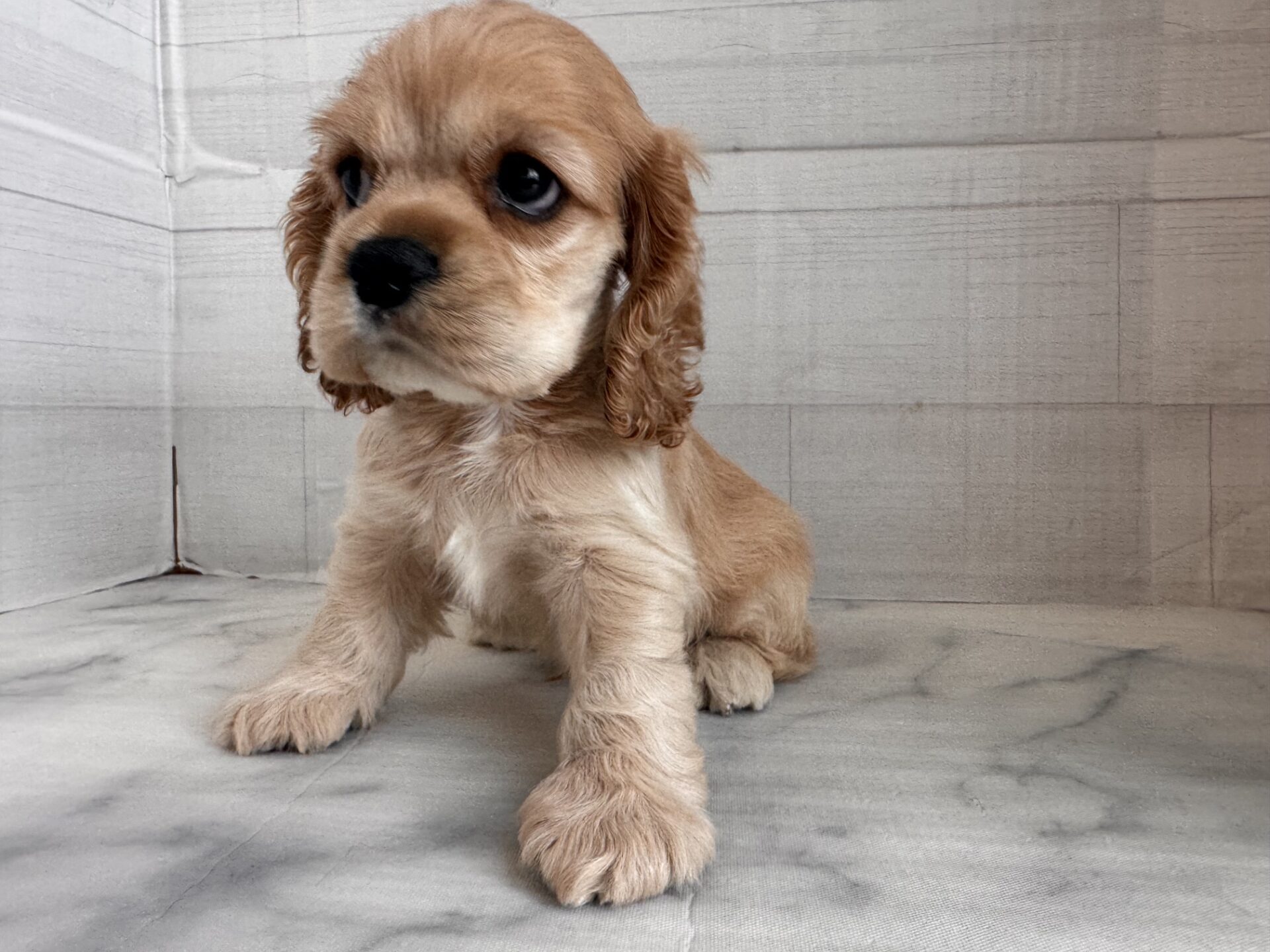 アメリカン・コッカー・スパニエル バフの子犬｜福岡 |ペッツメイトイオン小郡店