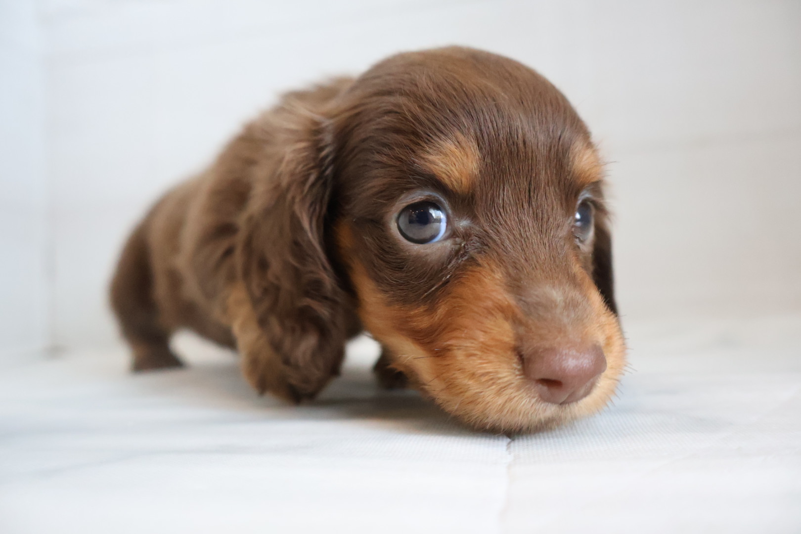 ミニチュアダックスフンド チョコレートタンの子犬｜福岡 |ペットアミ甘木店