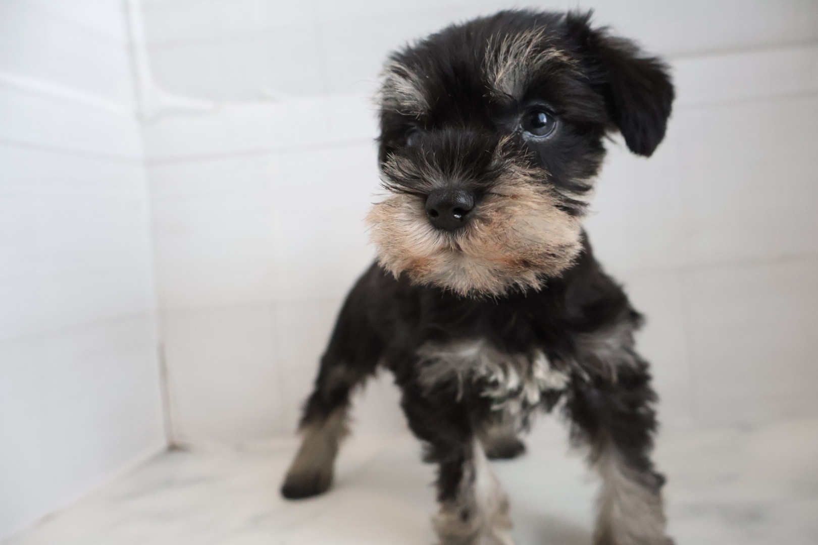 ミニチュアシュナウザー ブラックシルバーの子犬｜宮崎 | ペッツメイトイオン都城店