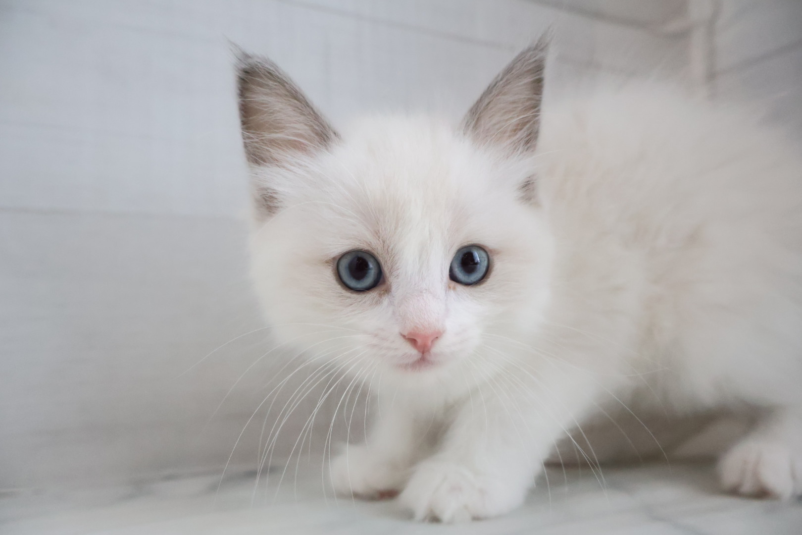 ラグドール ブルーポイントバイカラーの子猫｜宮崎 | ペッツメイトイオン都城店