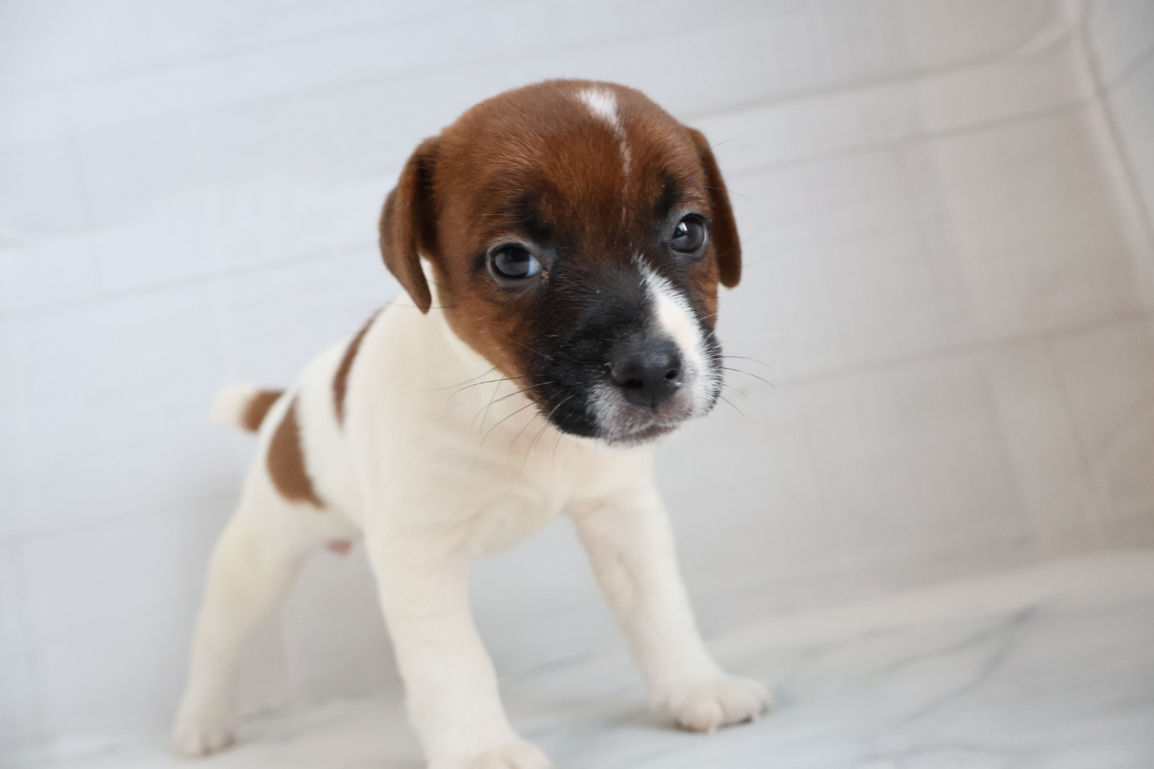 ジャックラッセルテリア タンホワイトの子犬｜宮崎 | ペッツメイト宮交シティ店