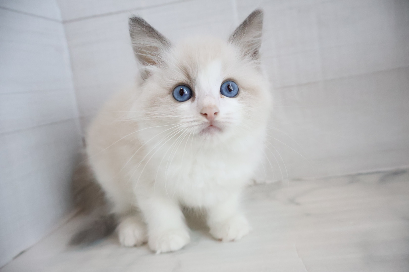 ラグドール ブルーポイントバイカラーの子猫｜佐賀 |ペッツメイト佐賀店