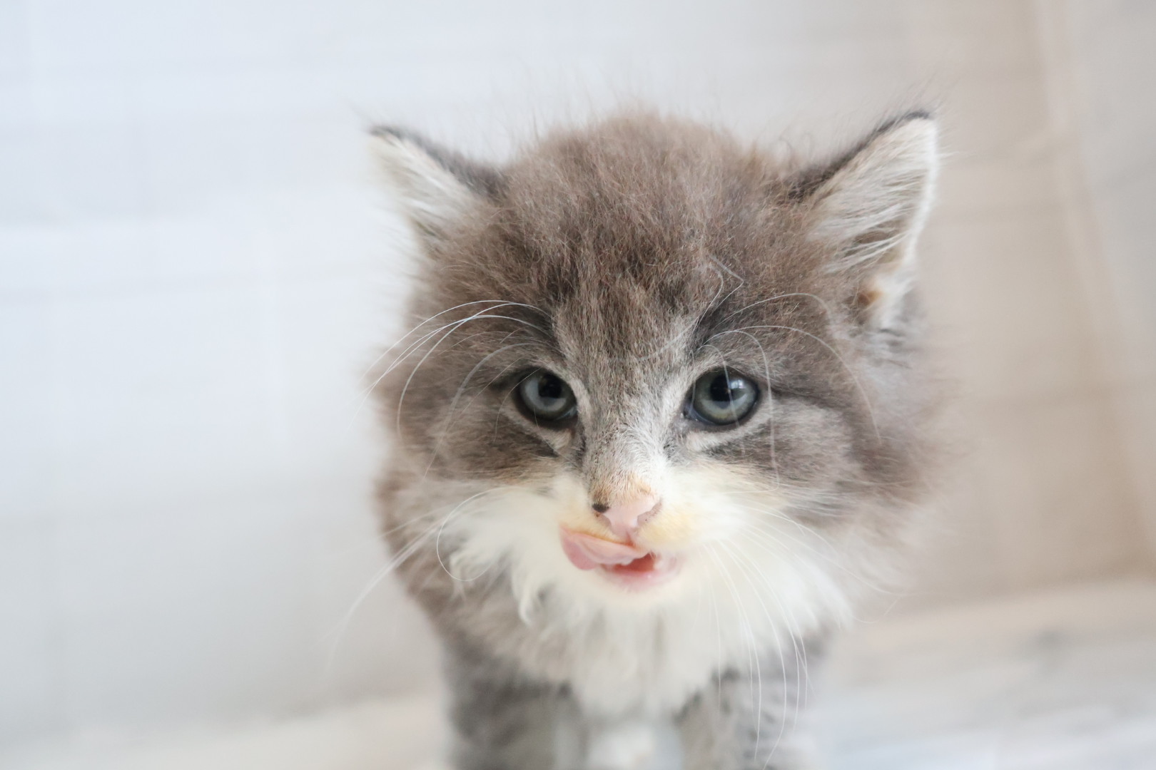 ノルウェージャンフォレストキャット ブルータビーホワイトの子猫｜福岡 | ペッツメイト天神大名店