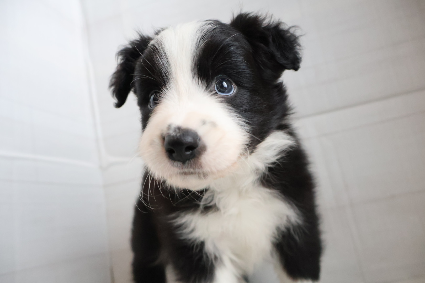 ボーダーコリー ブラックホワイトの子犬｜佐賀 | ペッツメイトモラージュ佐賀店