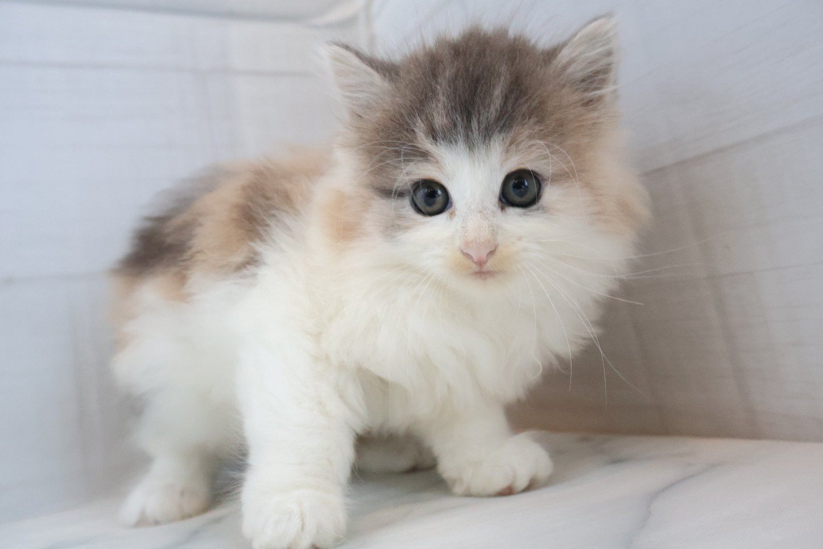 ノルウェージャンフォレストキャット ブルーパッチドタビーホワイトの子猫｜福岡 | ペッツメイト天神大名店