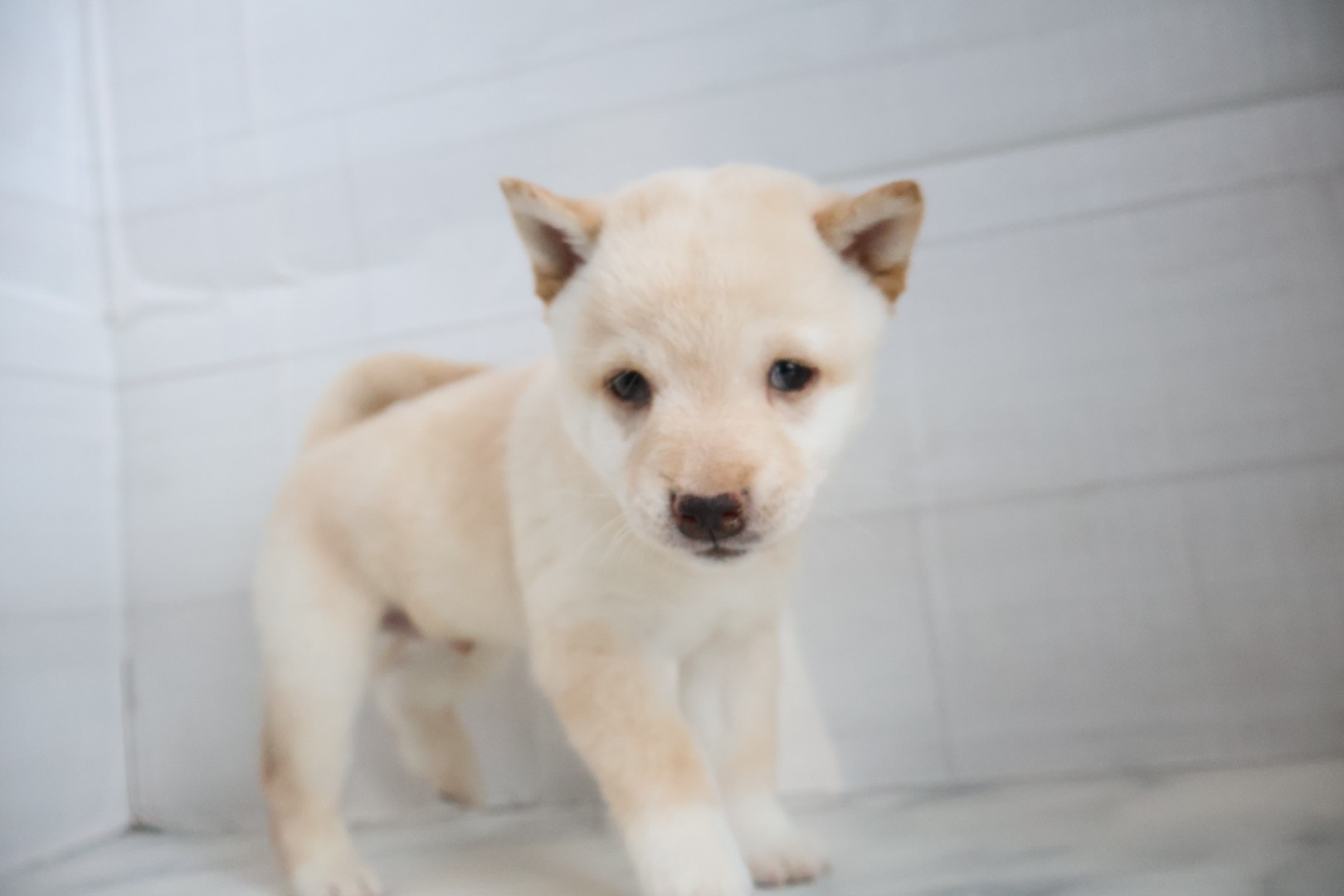 豆柴 白の子犬｜福岡 |ペットアミ甘木店