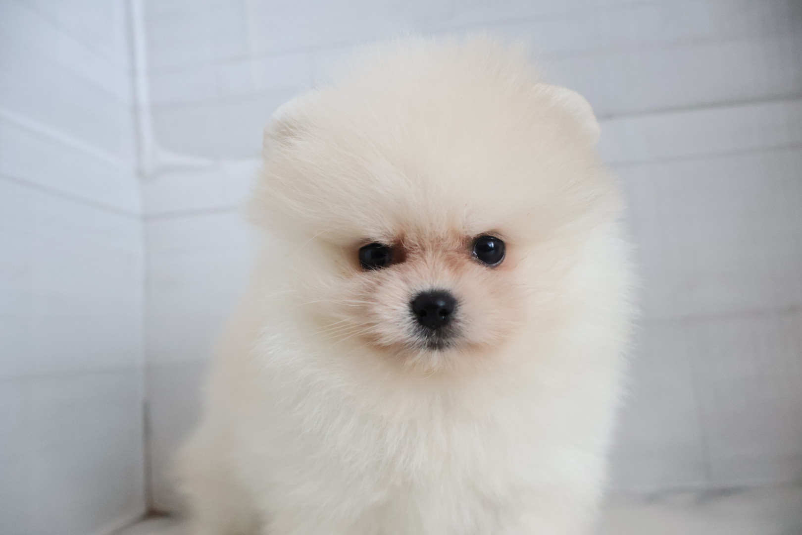 ポメラニアン クリームの子犬｜福岡 |ペッツメイトイオン乙金店
