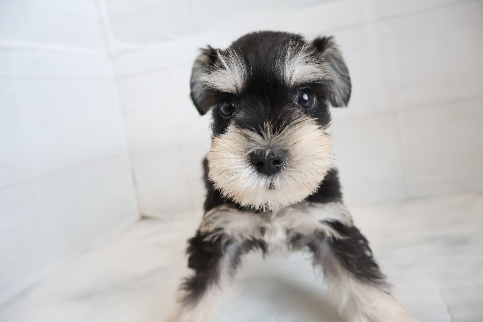 ミニチュアシュナウザー ブラックシルバーの子犬｜宮崎 | ペッツメイトイオン都城店