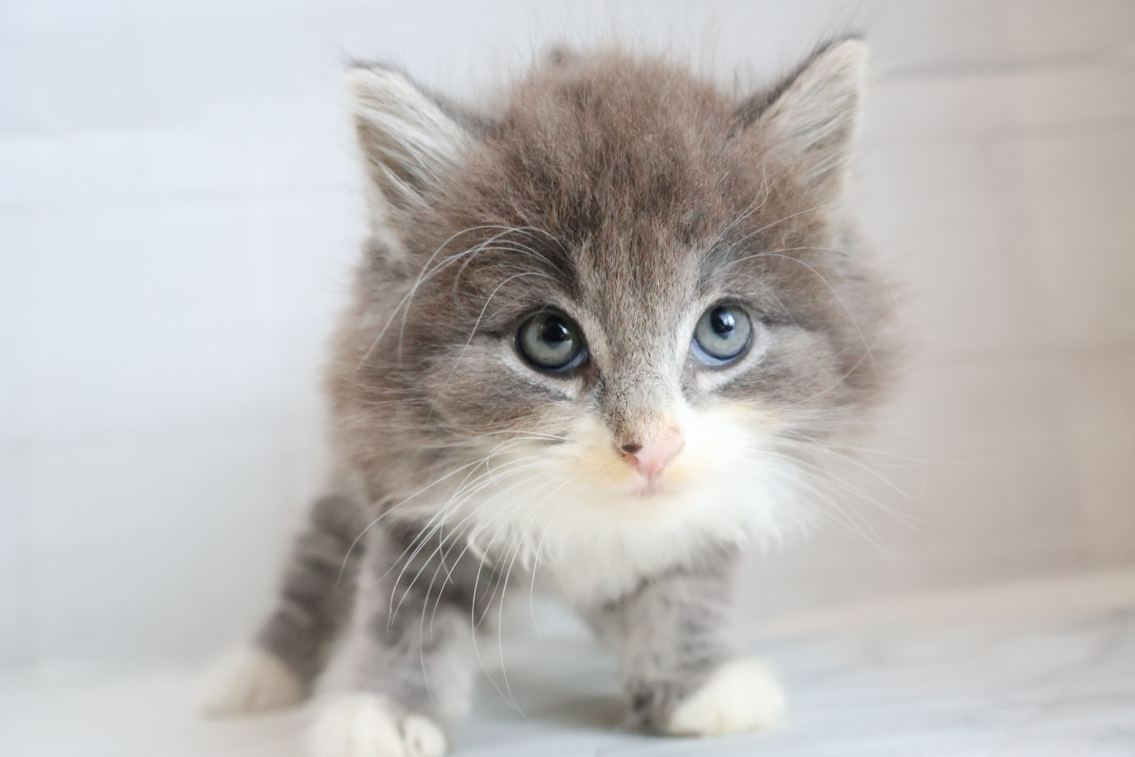 ノルウェージャンフォレストキャット ブルータビーホワイトの子猫｜福岡 | ペッツメイト天神大名店