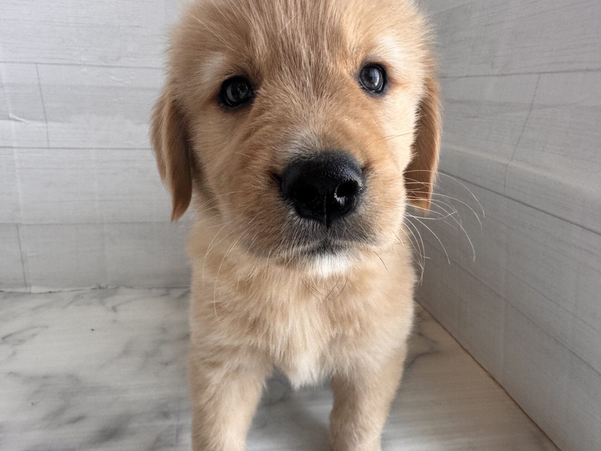 ゴールデンレトリーバー ゴールドの子犬｜福岡 |ペッツメイトイオン小郡店