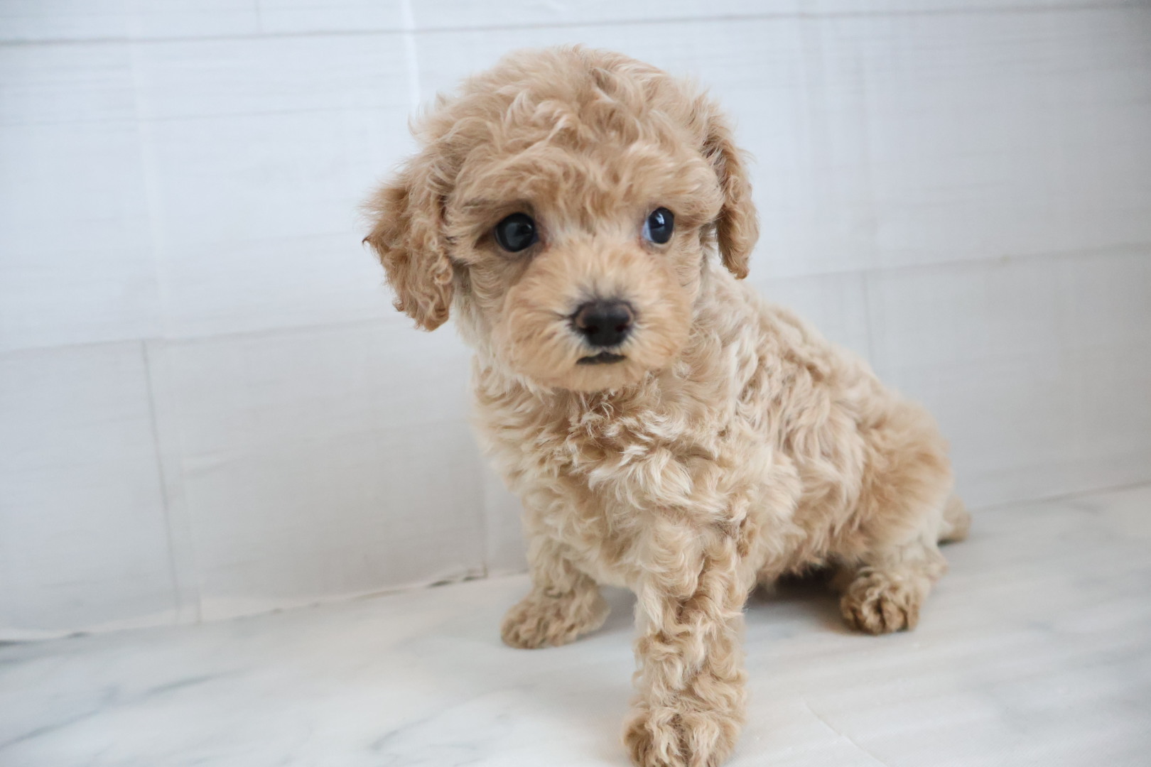 トイプードル クリームの子犬｜福岡 | ペッツメイト天神大名店