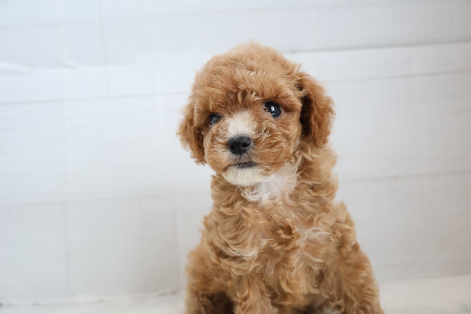 トイプードル アプリコットの子犬｜宮崎 | ペッツメイト宮交シティ店