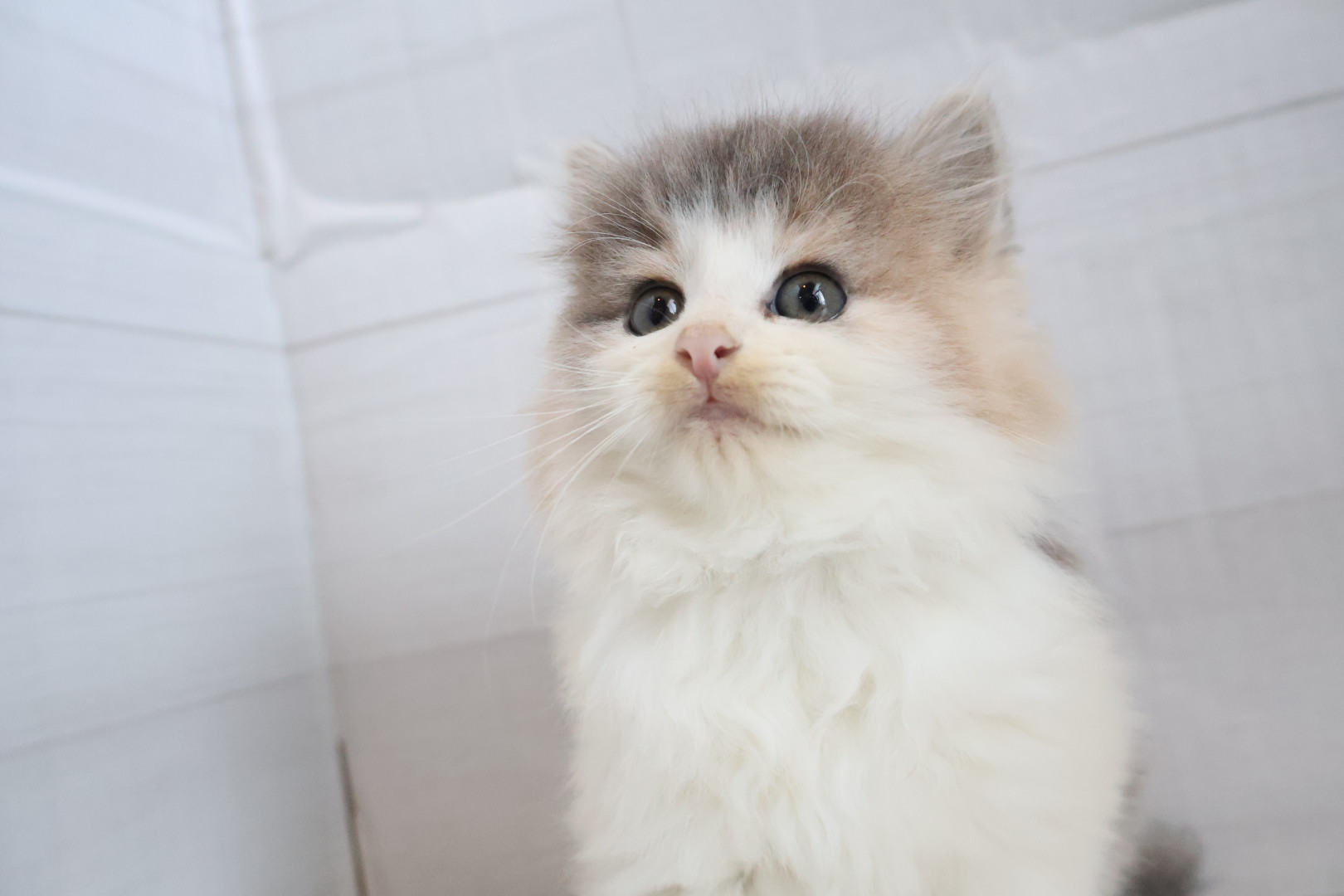 ノルウェージャンフォレストキャット ブルーパッチドタビーホワイトの子猫｜福岡 | ペッツメイト天神大名店