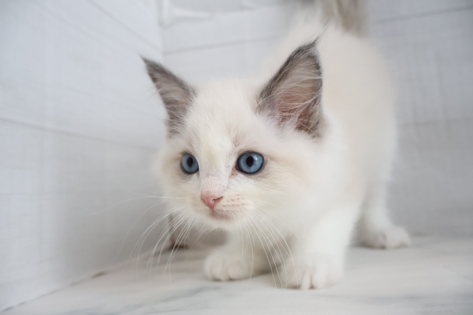 ラグドール ブルーポイントバイカラーの子猫｜佐賀 |ペッツメイト佐賀店