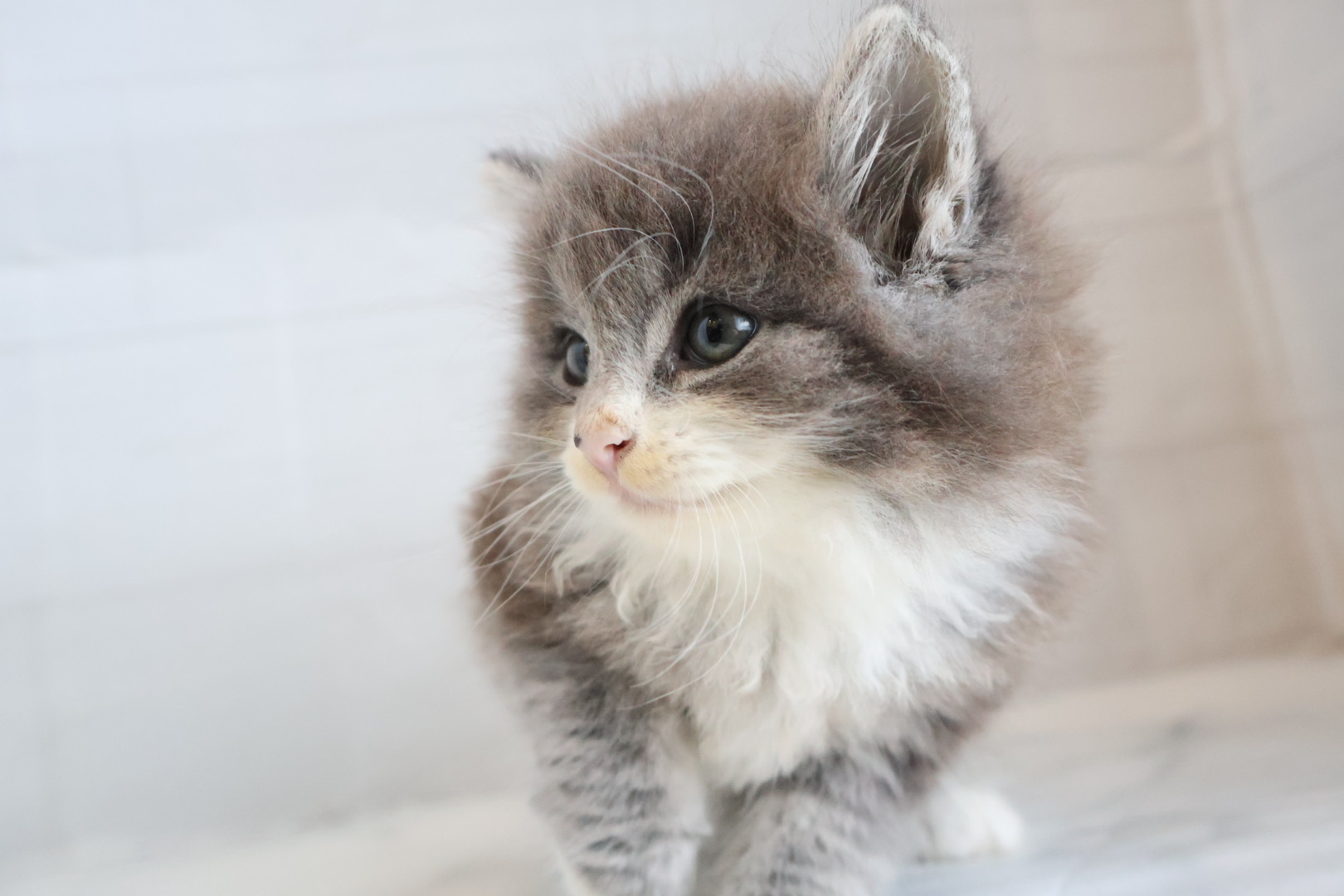 ノルウェージャンフォレストキャット ブルータビーホワイトの子猫｜福岡 | ペッツメイト天神大名店