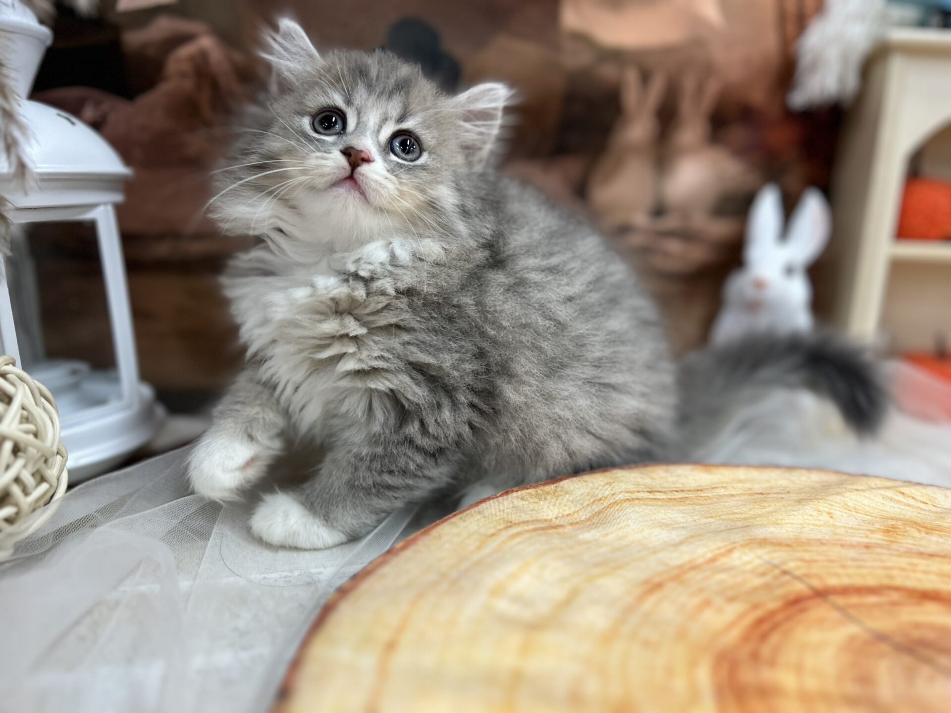 ミヌエット ブルーチンチラゴールデンホワイトの子猫｜佐賀 |ペッツメイト佐賀店