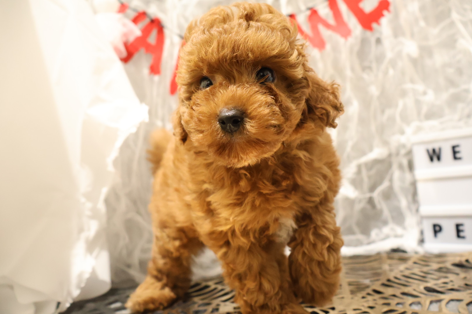 トイプードル レッドの子犬｜福岡 |ペットアミ甘木店