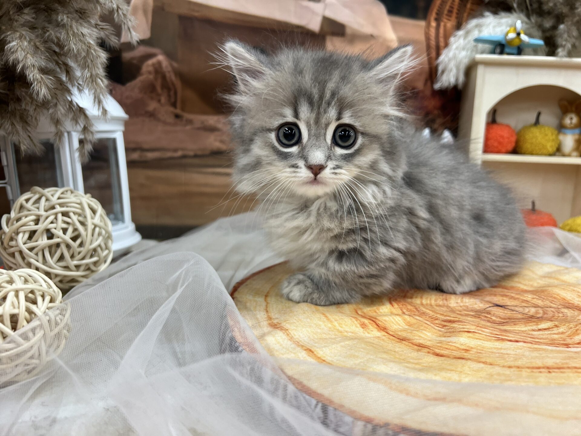 ミヌエット ブルーチンチラゴールデンの子猫｜佐賀 |ペッツメイト佐賀店