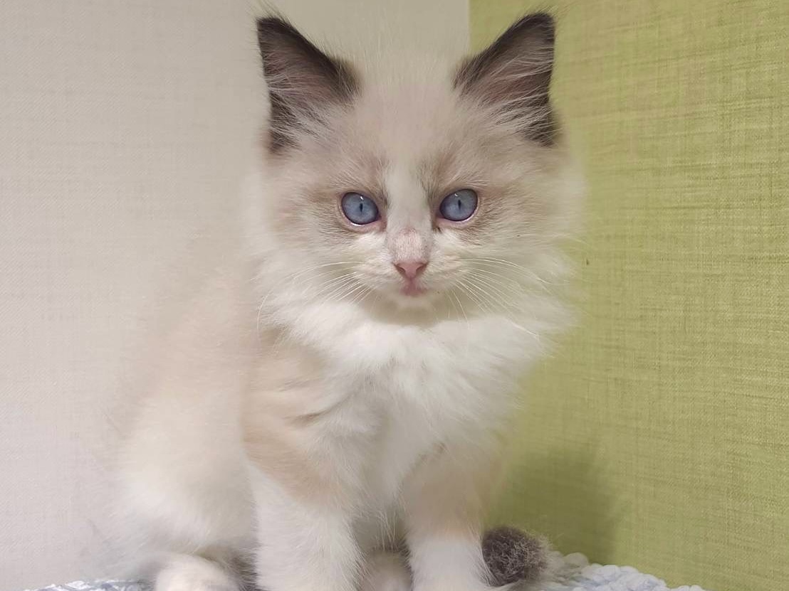ラグドール シールポイントバイカラーの子猫｜佐賀 | ペッツメイトモラージュ佐賀店