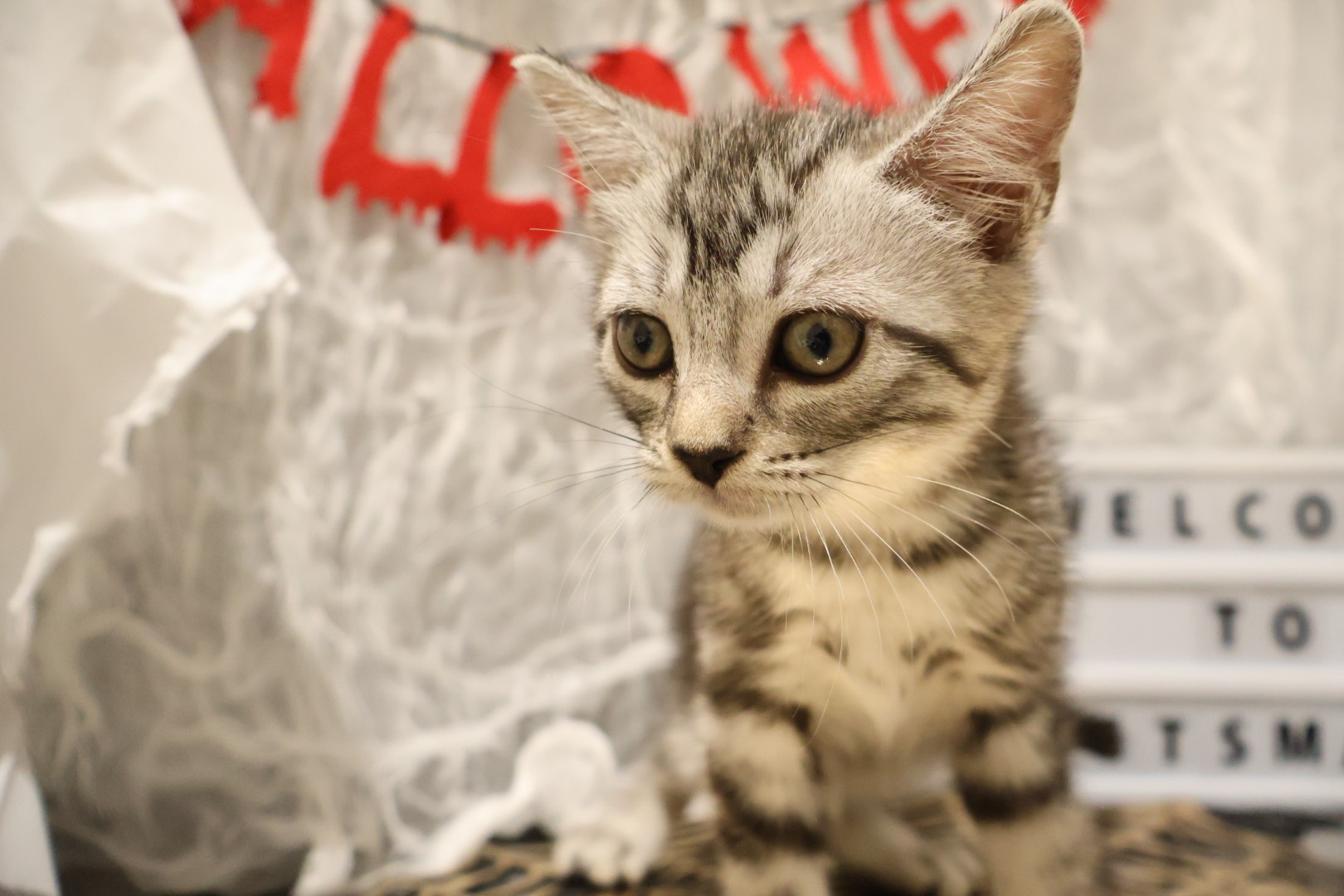 アメリカンショートヘア シルバータビーの子猫｜福岡 |ペットアミ甘木店
