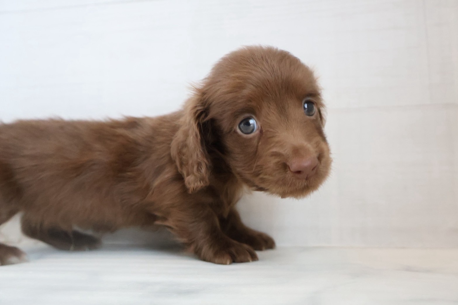 ミニチュアダックスフンド チョコレートの子犬｜福岡 |ペットアミ須恵店