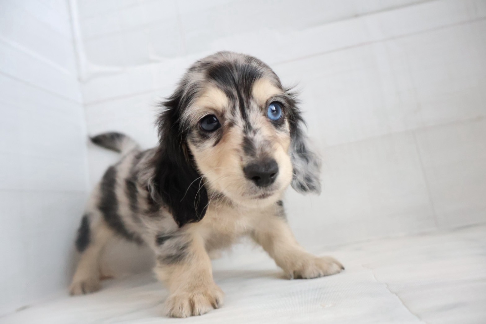 カニンヘンダックスフンド シルバーダップルの子犬｜福岡 |ペッツメイトイオン小郡店