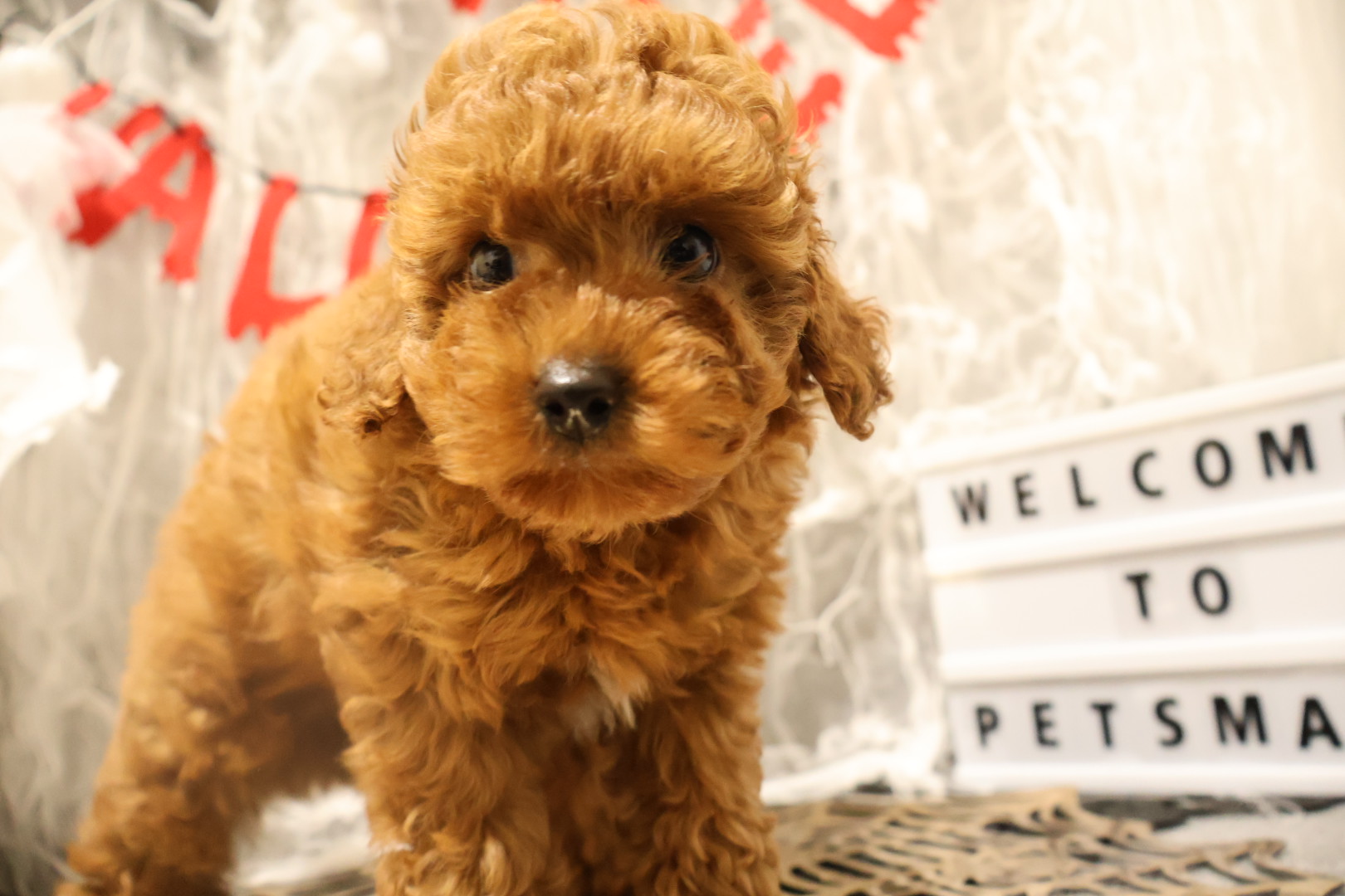 トイプードル レッドの子犬｜福岡 |ペットアミ甘木店