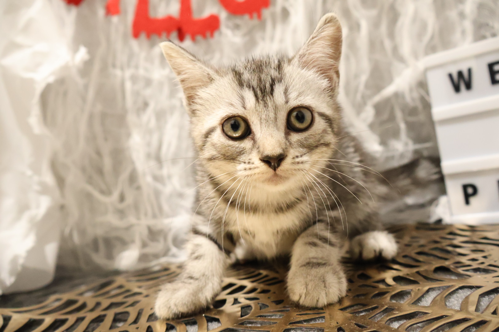 アメリカンショートヘア シルバータビーの子猫｜福岡 |ペットアミ甘木店