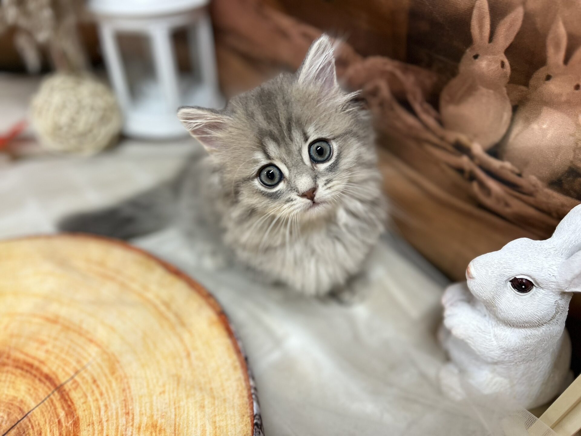 ミヌエット ブルーチンチラゴールデンの子猫｜佐賀 |ペッツメイト佐賀店